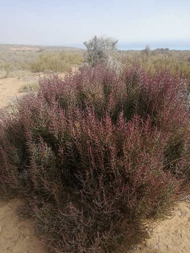 Image of Salicornia terminalis by (c) Noeleen du Toit, some rights reserved (CC BY-SA)