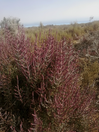 Image of Salicornia terminalis by (c) Noeleen du Toit, some rights reserved (CC BY-SA)