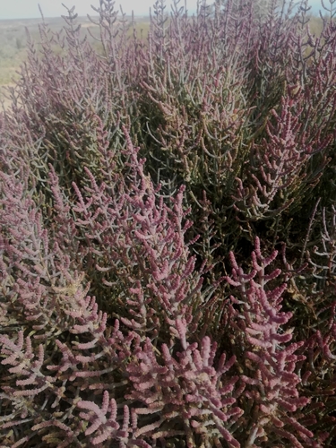 Image of Salicornia terminalis by (c) Noeleen du Toit, some rights reserved (CC BY-SA)