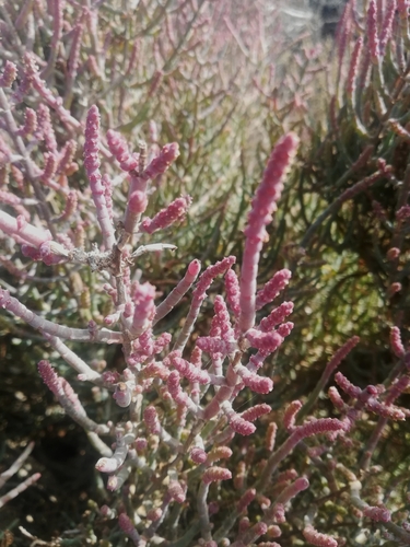 Image of Salicornia terminalis by (c) Noeleen du Toit, some rights reserved (CC BY-SA)