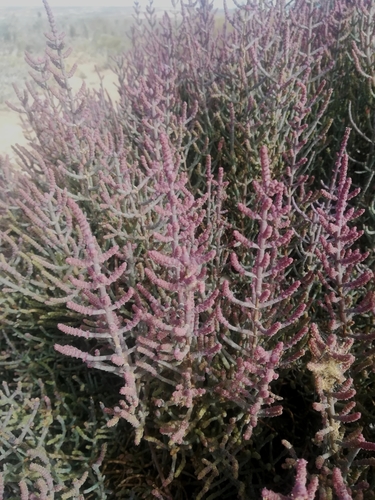 Image of Salicornia terminalis by (c) Noeleen du Toit, some rights reserved (CC BY-SA)