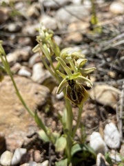 Ophrys sphegodes aesculapii