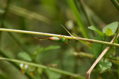 Conocephalus cinnamonifrons