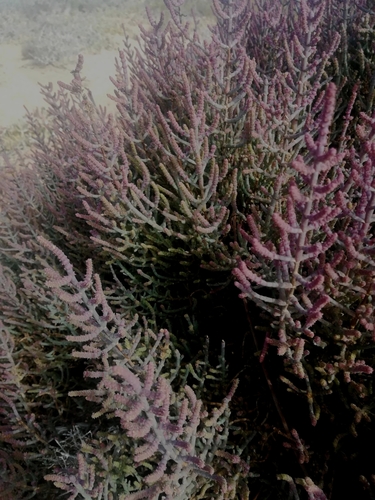 Image of Salicornia terminalis by (c) Noeleen du Toit, some rights reserved (CC BY-SA)