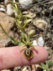Ophrys sphegodes aesculapii