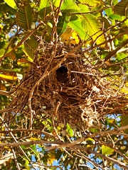 Auriparus flaviceps