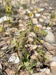 Ophrys sphegodes aesculapii