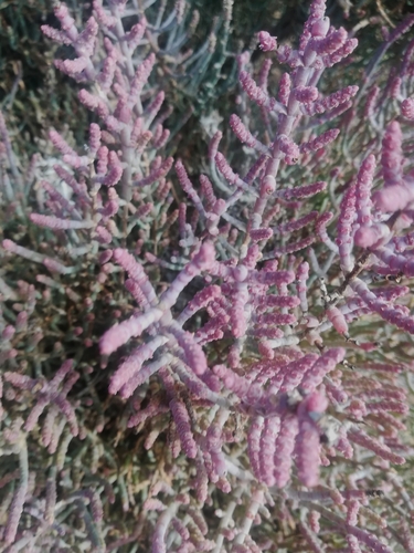 Image of Salicornia terminalis by (c) Noeleen du Toit, some rights reserved (CC BY-SA)