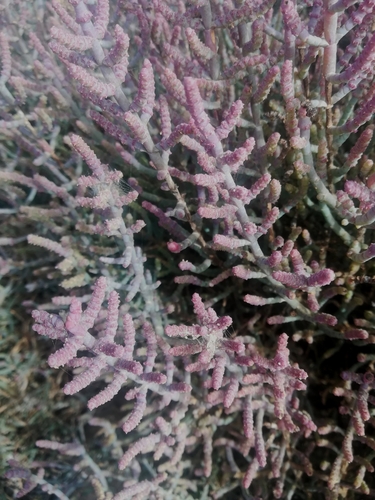 Image of Salicornia terminalis by (c) Noeleen du Toit, some rights reserved (CC BY-SA)