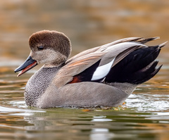 Gadwall photo 2
