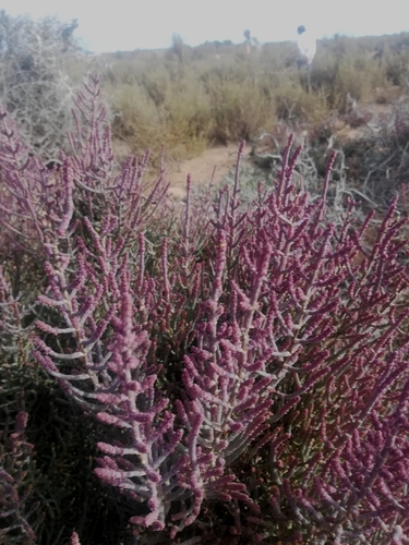 Image of Salicornia terminalis by (c) Noeleen du Toit, some rights reserved (CC BY-SA)
