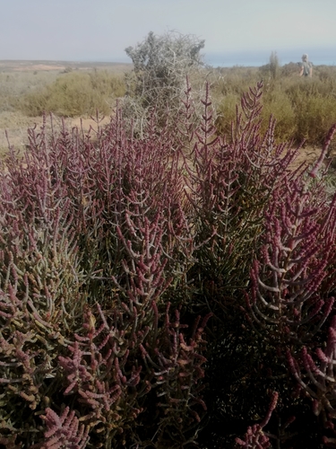 Image of Salicornia terminalis by (c) Noeleen du Toit, some rights reserved (CC BY-SA)