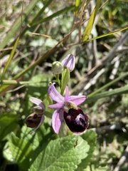 Ophrys ferrum-equinum