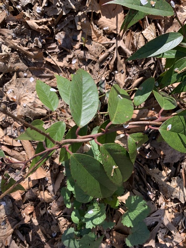Leucothoe fontanesiana