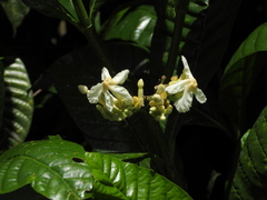 Tabernaemontana siphilitica