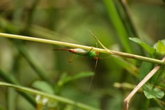 Conocephalus cinnamonifrons
