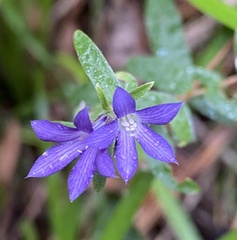 Pittosporaceae