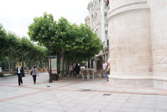 Platanus × hispanica