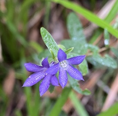 Pittosporaceae