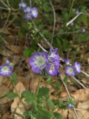 Phacelia patuliflora