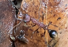 Myrmecia regularis