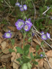 Phacelia patuliflora