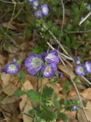 Phacelia patuliflora