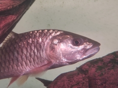 Hampala macrolepidota