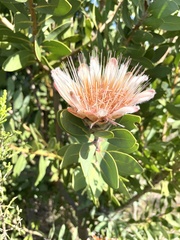 Protea aurea aurea × punctata
