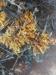 Dufourea flammea