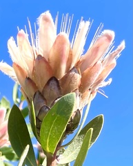 Protea aurea aurea × punctata