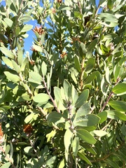 Protea aurea aurea × punctata