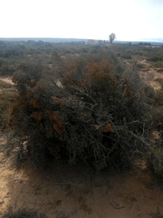 Dufourea flammea
