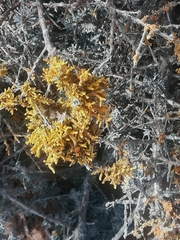 Dufourea flammea