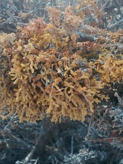 Dufourea flammea