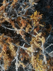 Dufourea flammea