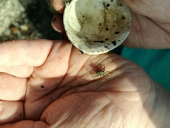 Hemigrapsus crenulatus