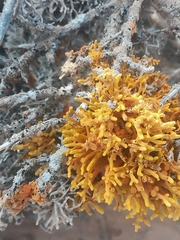 Dufourea flammea
