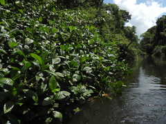 Tabernaemontana siphilitica