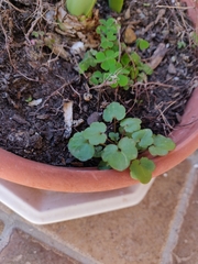 Cymbalaria muralis
