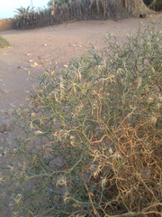 Launaea arborescens