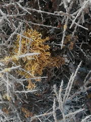 Dufourea flammea