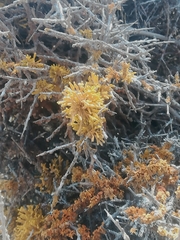Dufourea flammea