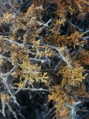Dufourea flammea