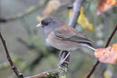 Junco hyemalis oreganus