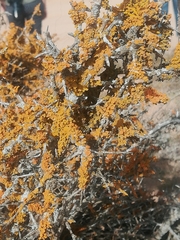 Dufourea flammea