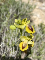 Ophrys lutea lutea