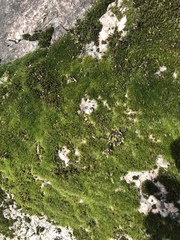 Grimmia muehlenbeckii