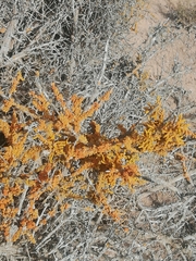 Dufourea flammea
