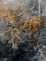 Dufourea flammea